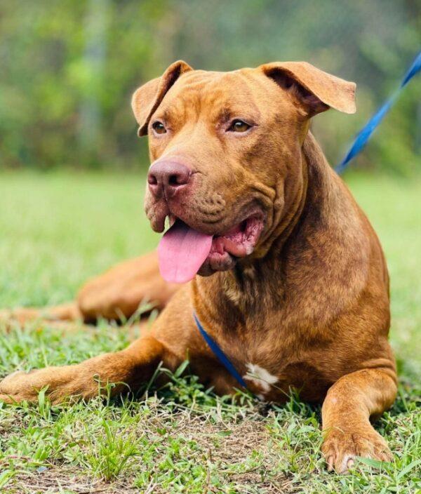 AC-5233 "Amber", Adoptable, Adult Female Pit Bull Terrier.