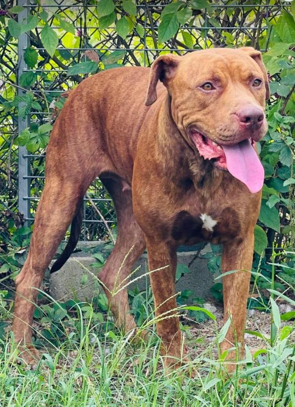 Enlarge AC-5233 "Amber", a Adoptable mixed breed in Conyers, GA image 2/3