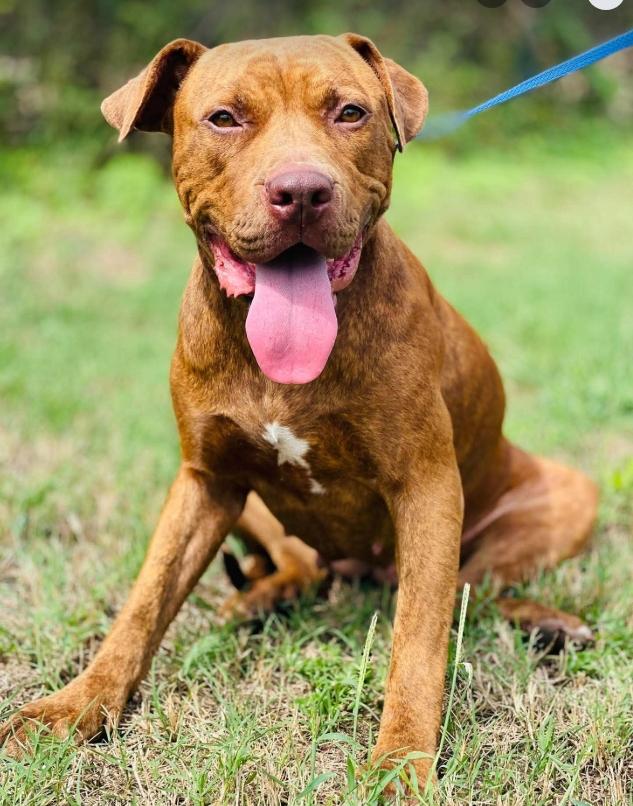 Enlarge AC-5233 "Amber", a Adoptable mixed breed in Conyers, GA image 3/3