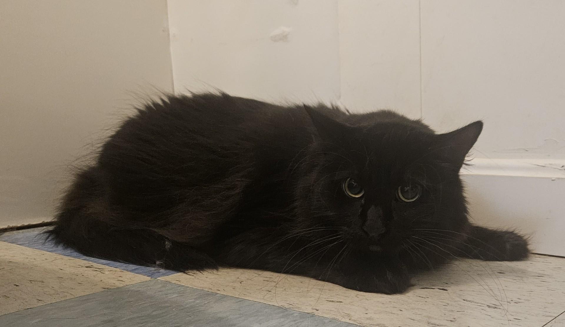Caldwell, Adoptable, Adult Male Domestic Medium Hair.