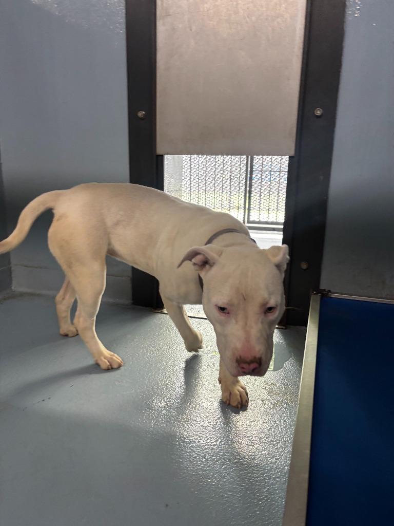 Sunshine, Adoptable, Young Female Mixed Breed.