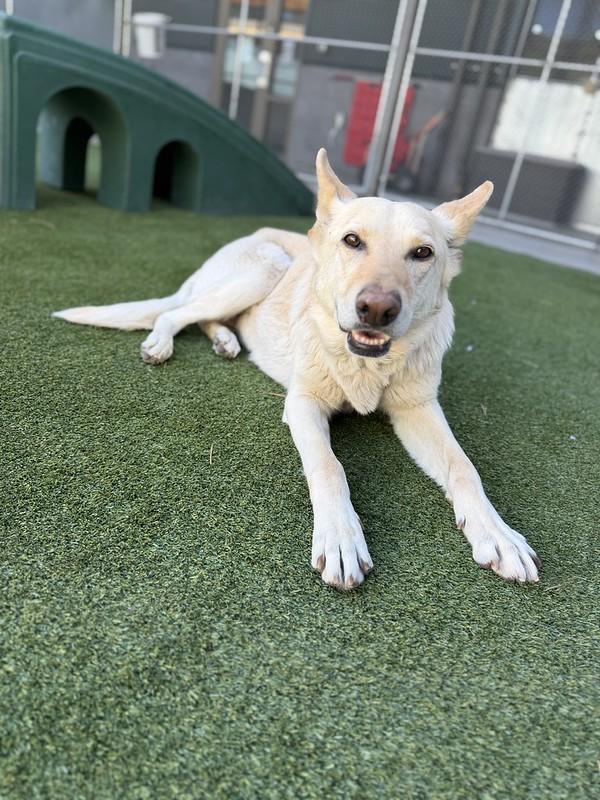 Miss Honey, ADOPTABLE, Adult Female Mixed Breed.