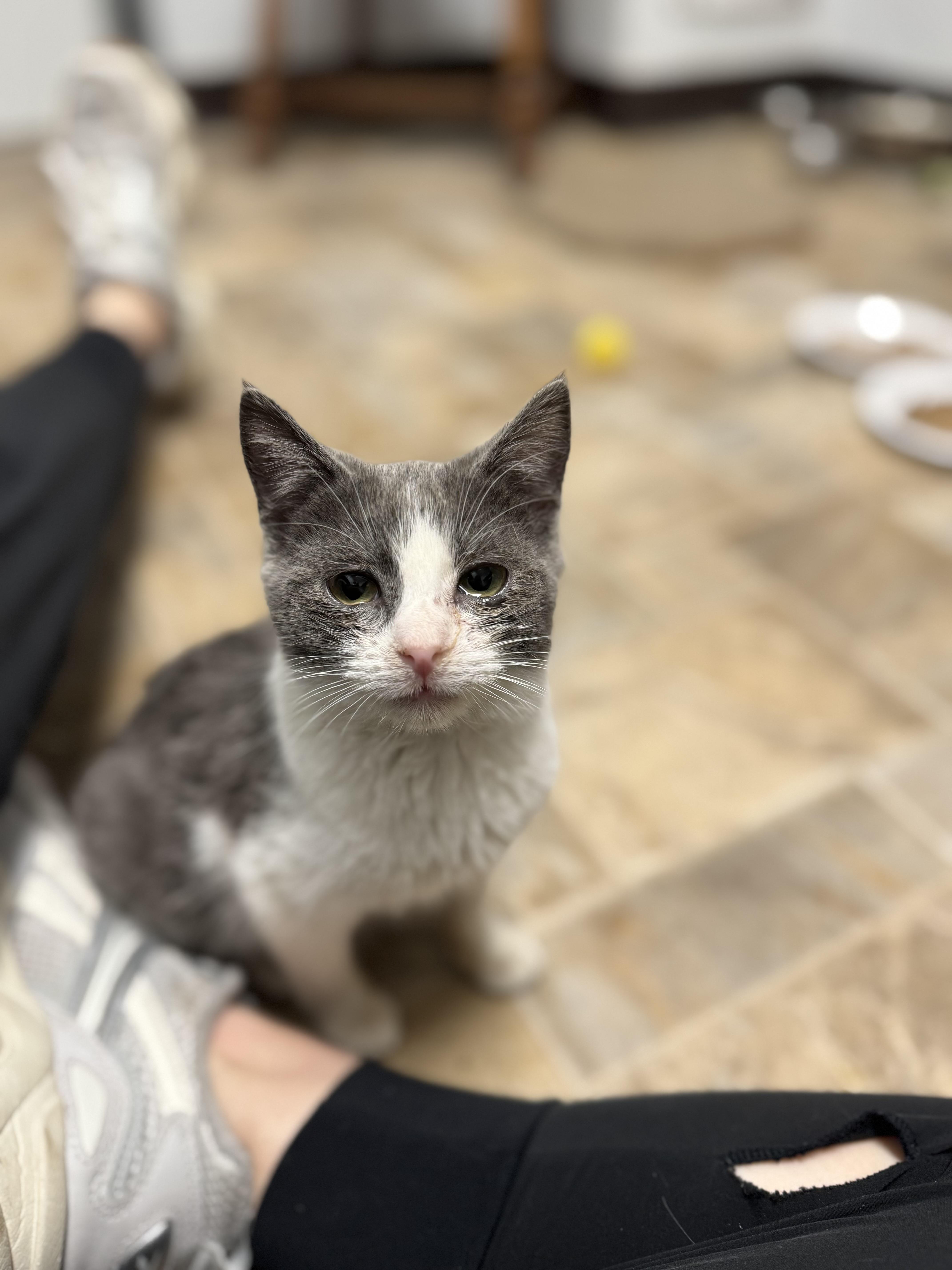 Enlarge Virgo, a ADOPTABLE Domestic Short Hair in Dodgeville, WI image 2/2