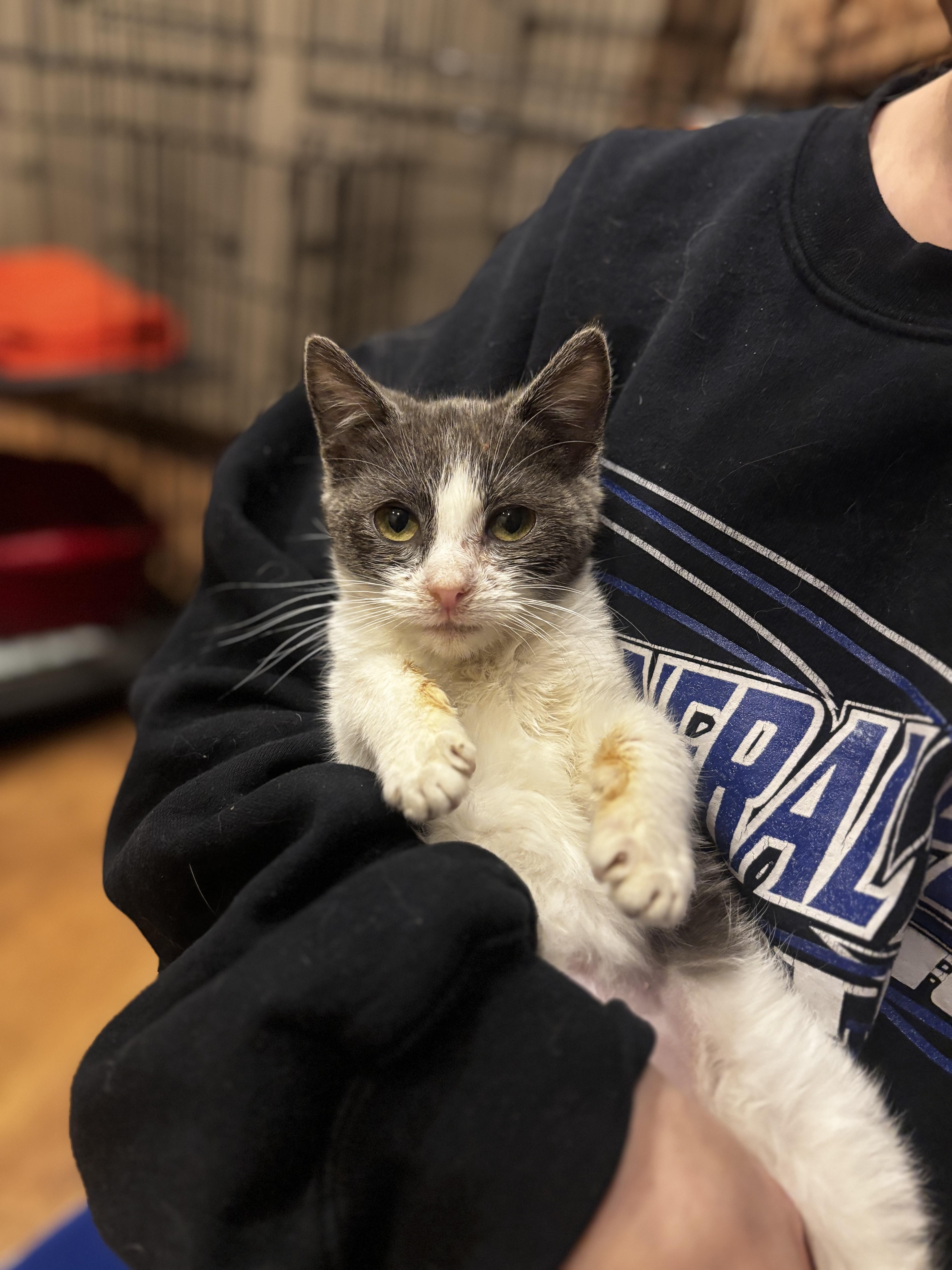 Virgo, ADOPTABLE, Kitten Female Domestic Short Hair.