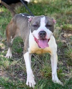 DA 31 Mochi - HHS RRP, Adoptable, Young Female Pit Bull Terrier.