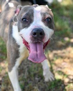 Enlarge DA 31 Mochi - HHS RRP, a Adoptable Pit Bull Terrier in Glen Allen, VA image 2/3