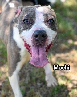 Enlarge DA 31 Mochi - HHS RRP, a Adoptable Pit Bull Terrier in Glen Allen, VA image 3/3