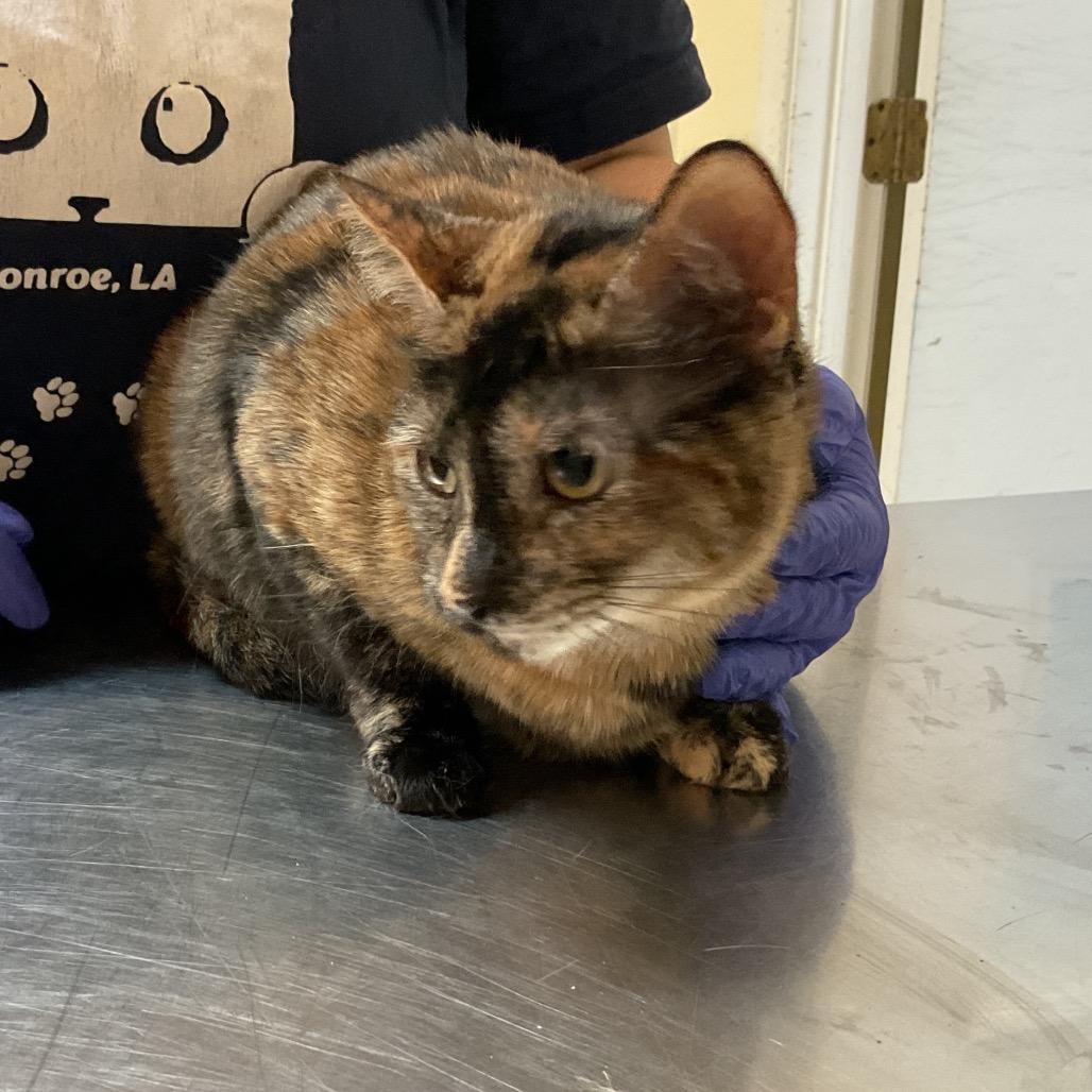 Ash, Adoptable, Adult Female Domestic Short Hair.