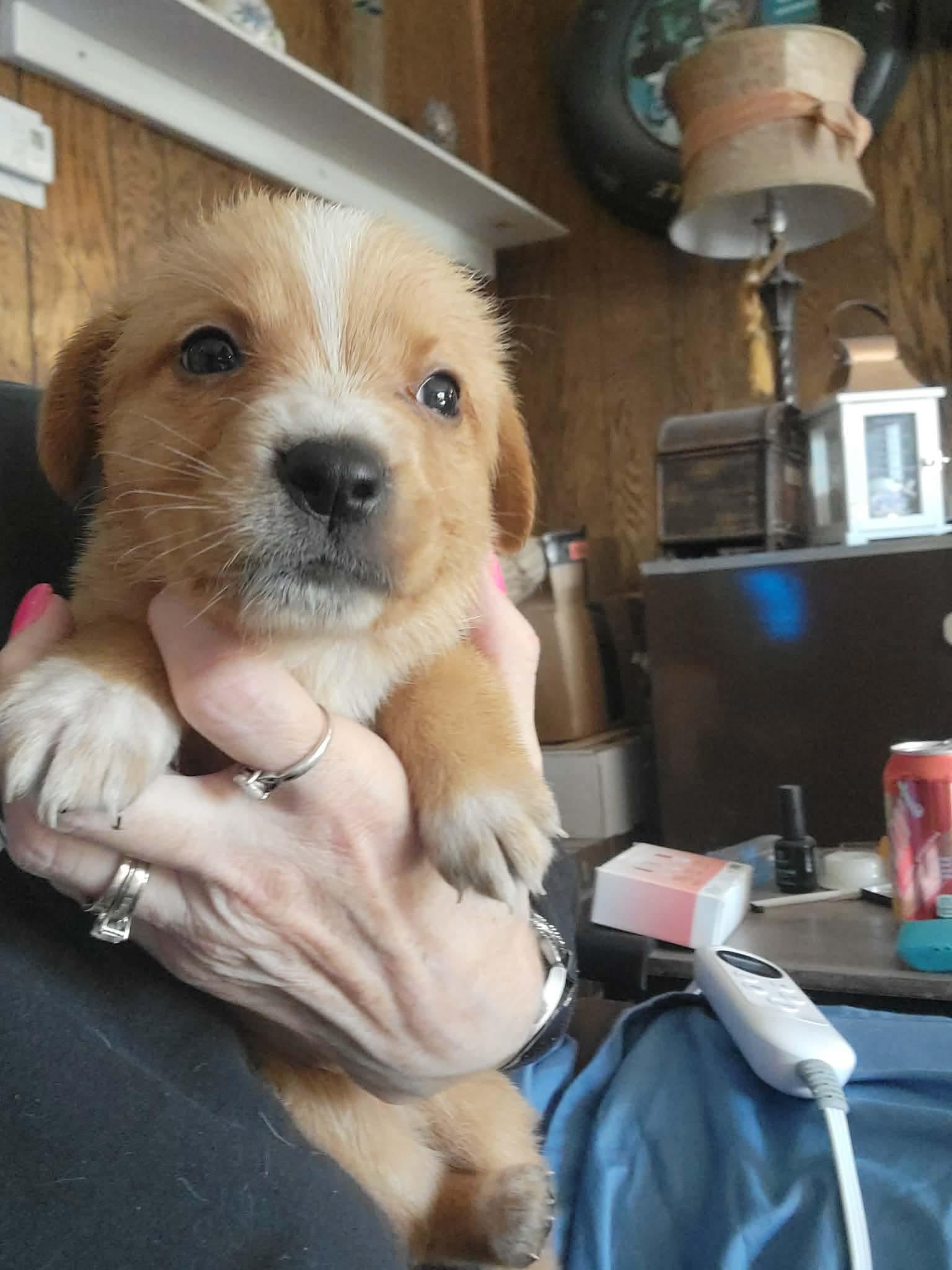 Enlarge Ellie May, an adopted mixed breed in Klamath Falls, OR image 2/2