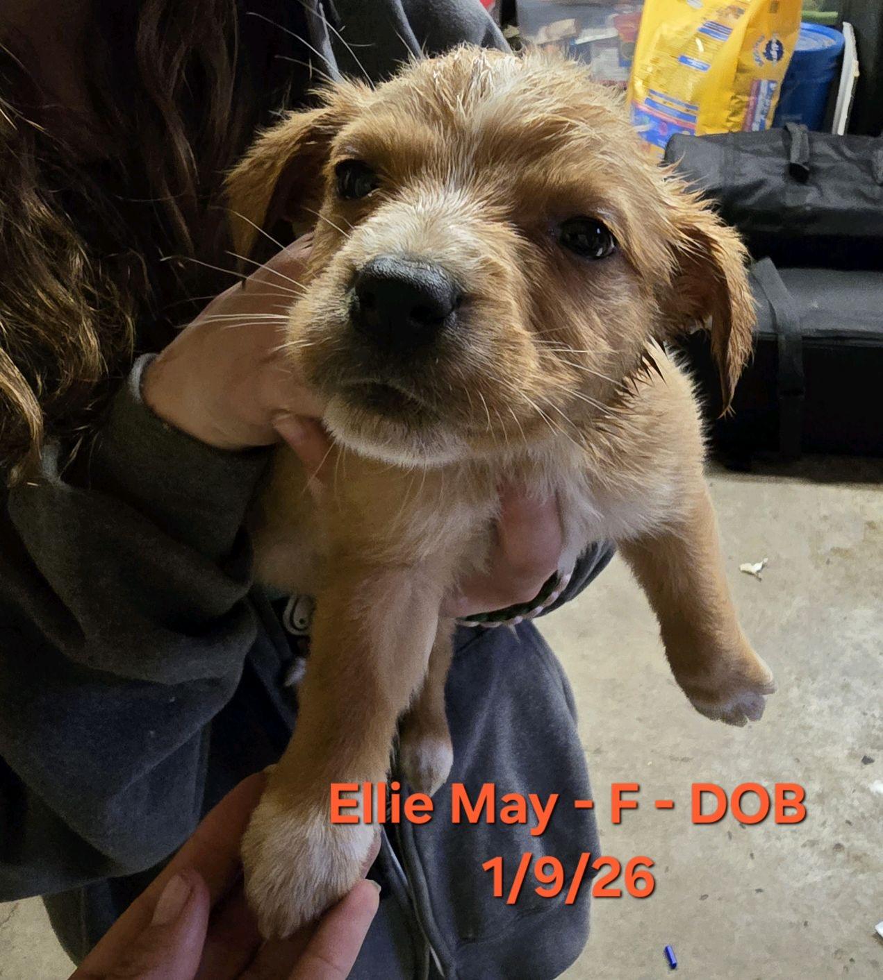 Enlarge Ellie May, an adopted mixed breed in Klamath Falls, OR image 1/2