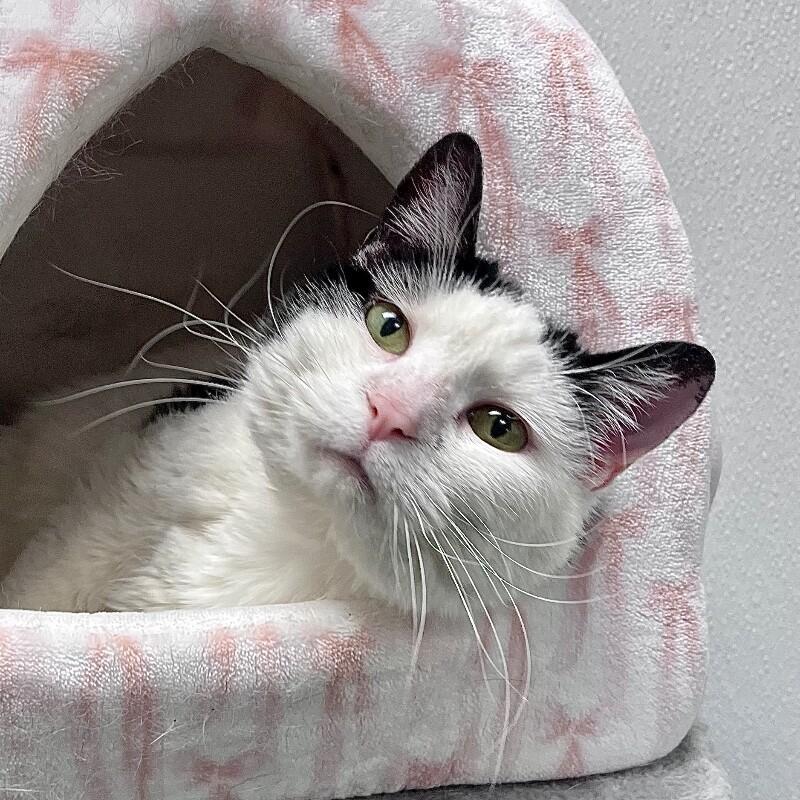 Ultra, Adoptable, Adult Female Domestic Short Hair.