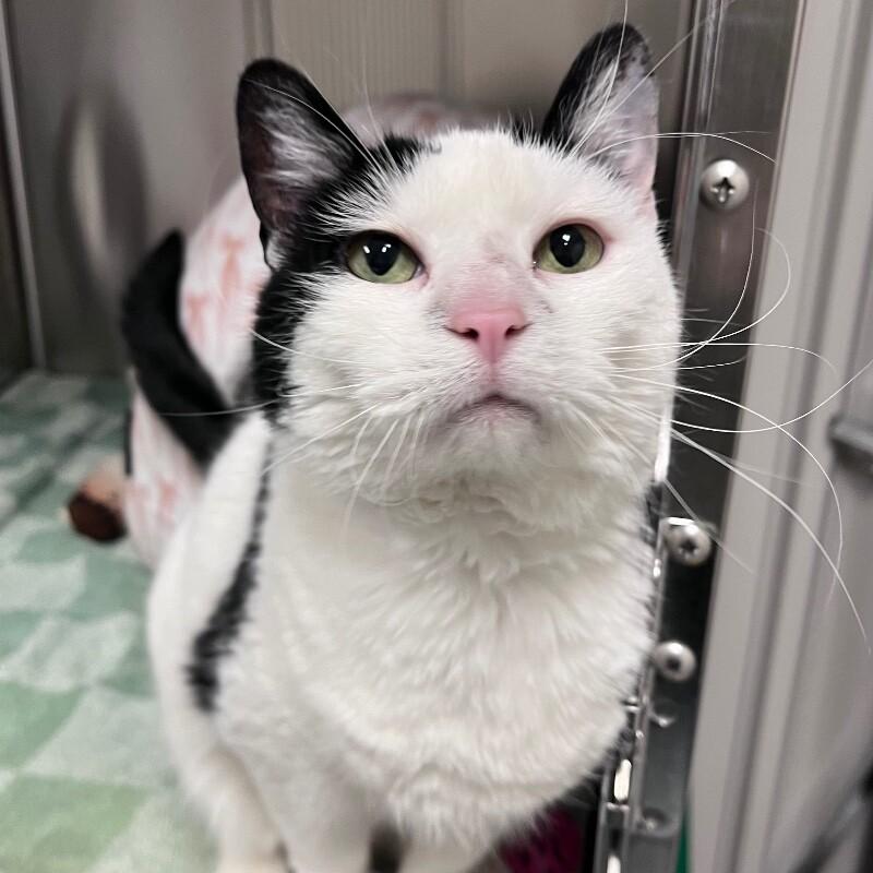 Enlarge Ultra, a Adoptable Domestic Short Hair in Yankton, SD image 2/5