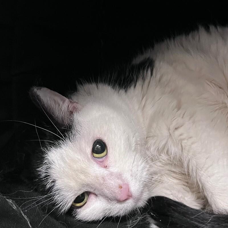 Enlarge Ultra, a Adoptable Domestic Short Hair in Yankton, SD image 3/5