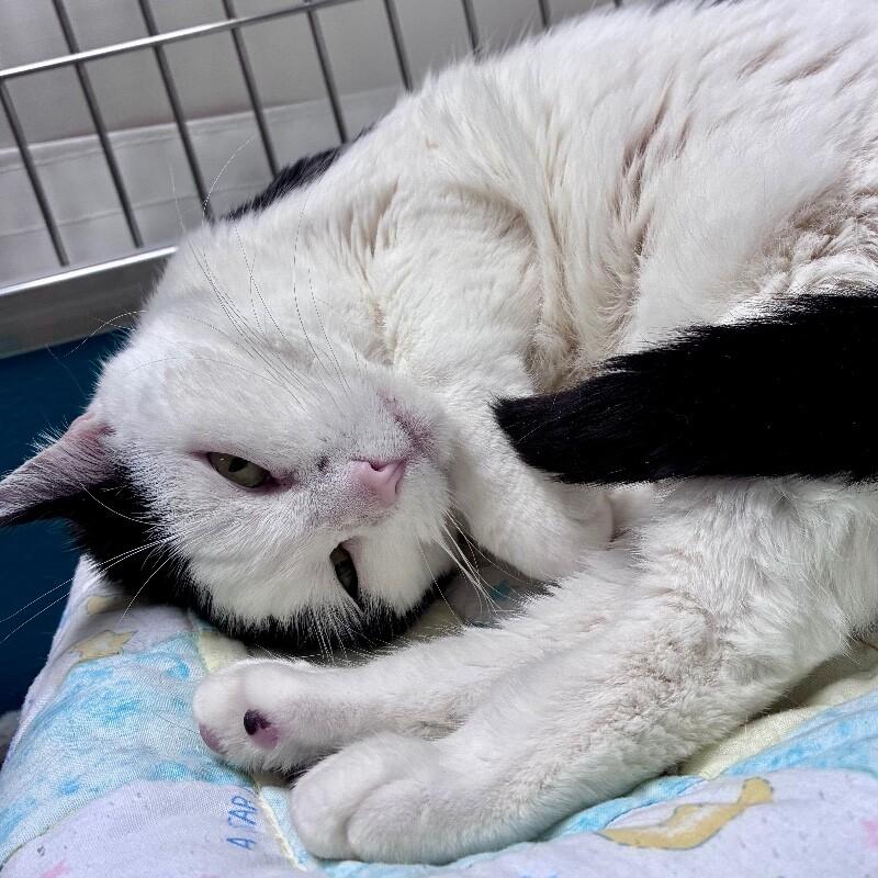 Enlarge Ultra, a Adoptable Domestic Short Hair in Yankton, SD image 4/6