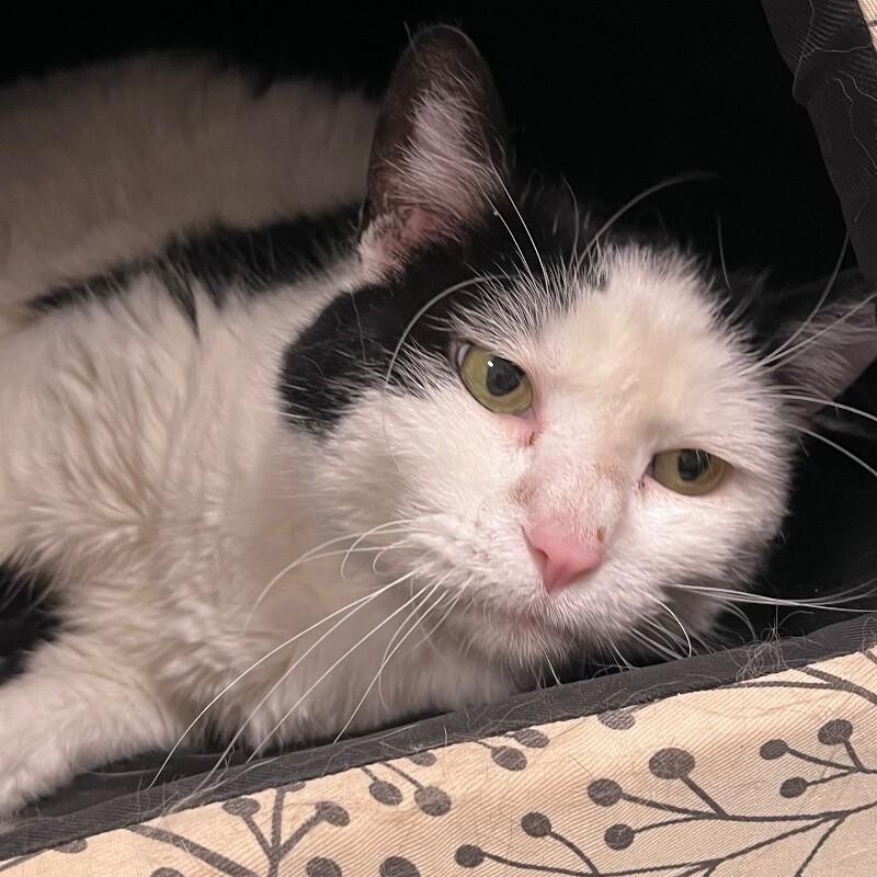 Enlarge Ultra, a Adoptable Domestic Short Hair in Yankton, SD image 4/5