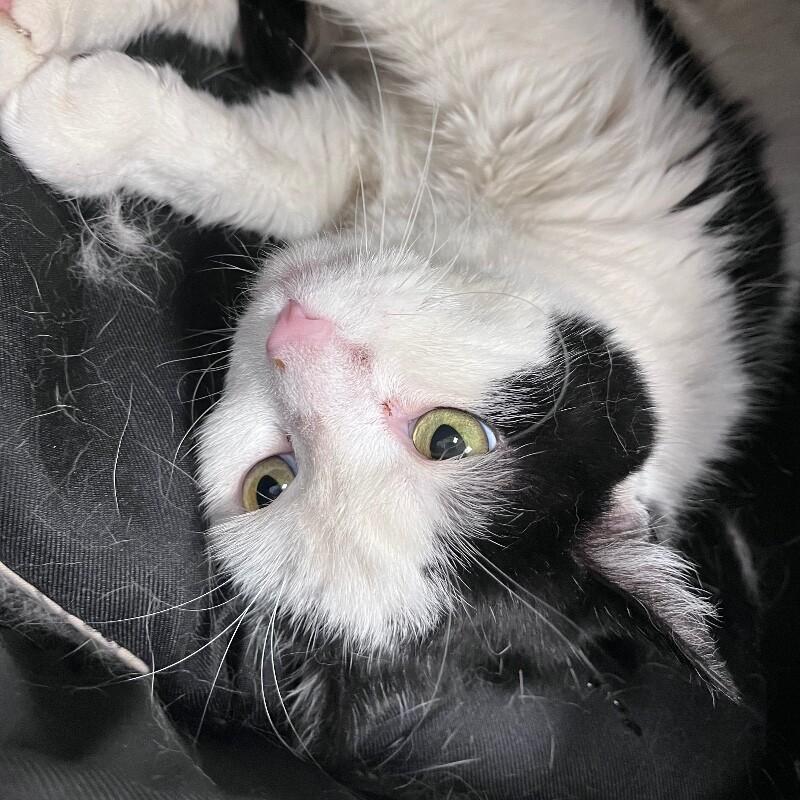 Enlarge Ultra, a Adoptable Domestic Short Hair in Yankton, SD image 5/5