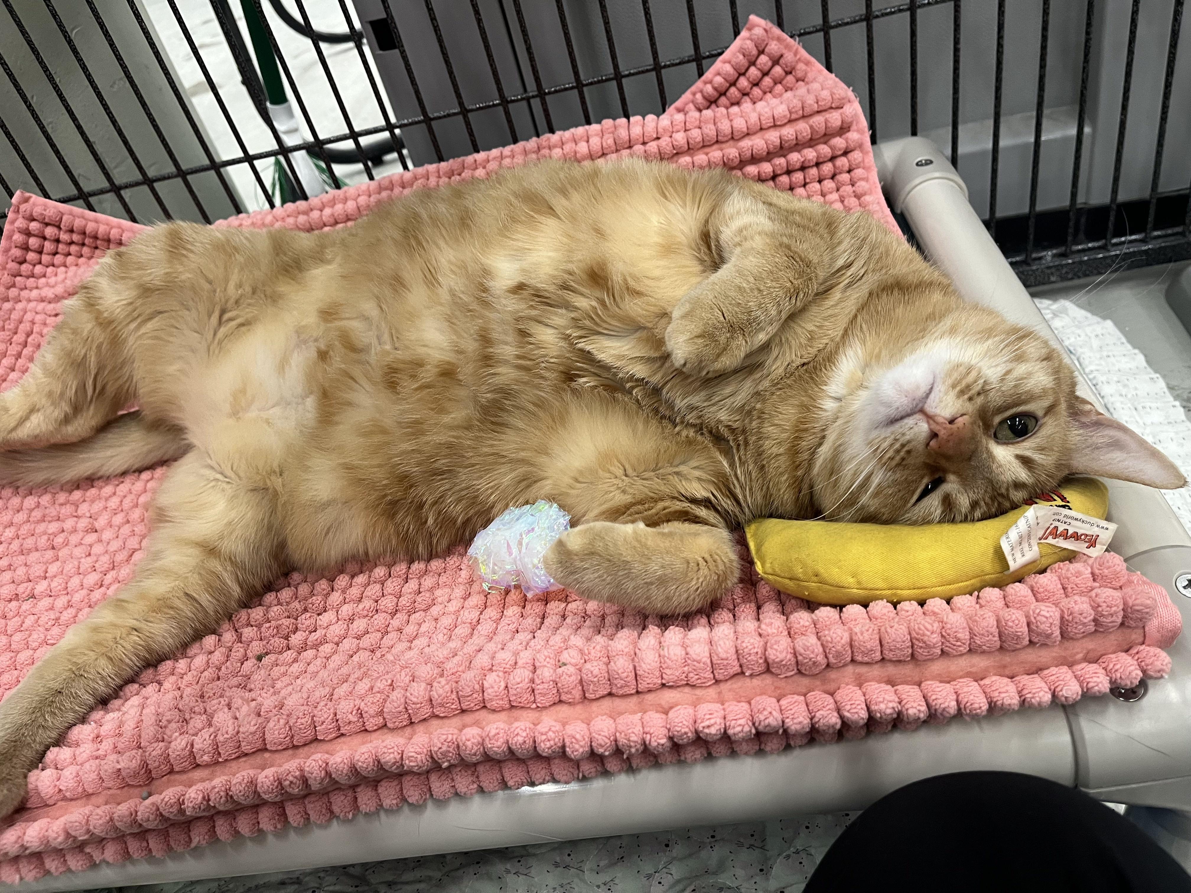 Enlarge Henrietta, a Adoptable Domestic Short Hair in St. Louis, MO image 3/6