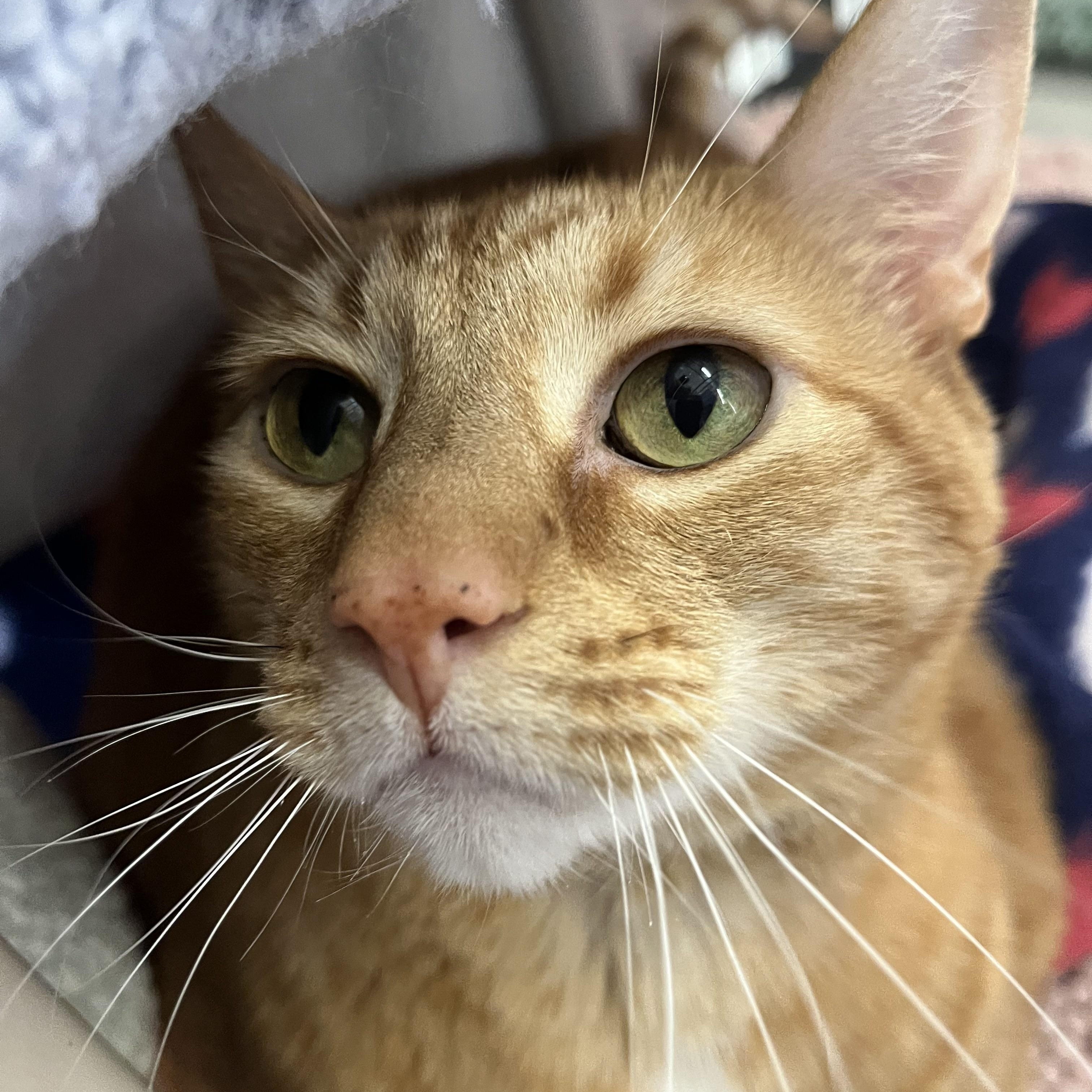 Enlarge Henrietta, a Adoptable Domestic Short Hair in St. Louis, MO image 4/6