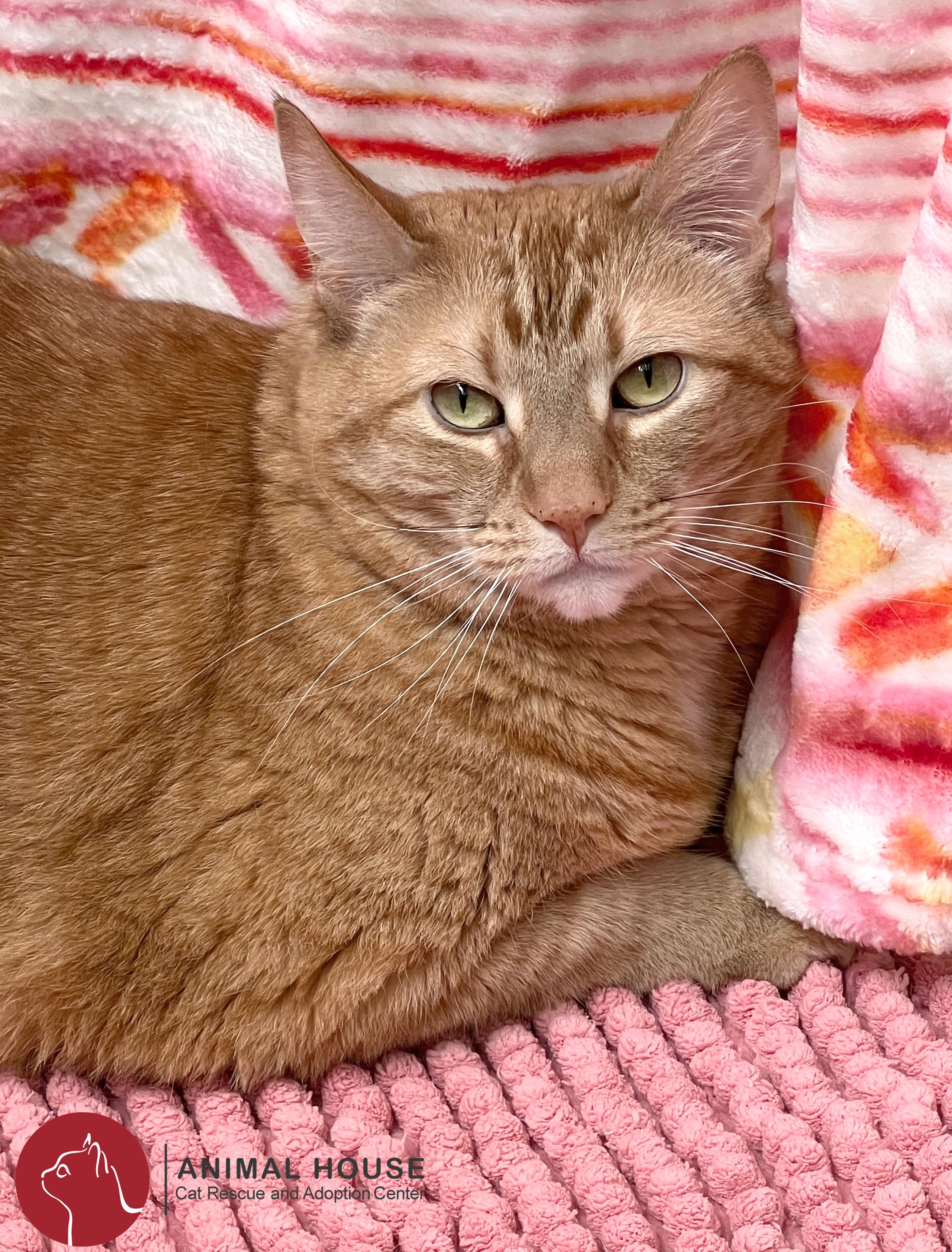 Henrietta, Adoptable, Senior Female Domestic Short Hair.