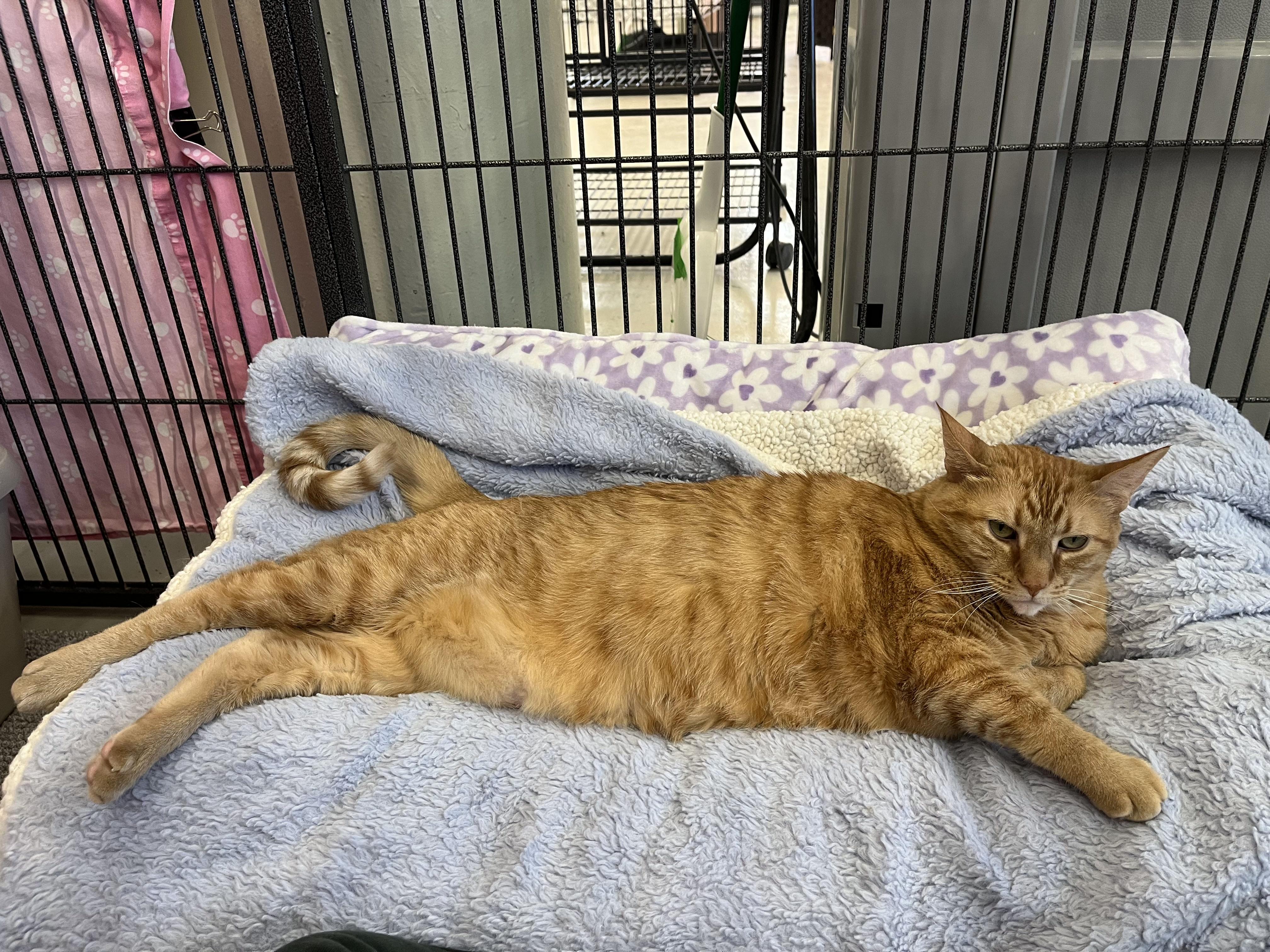 Enlarge Henrietta, a Adoptable Domestic Short Hair in St. Louis, MO image 6/6