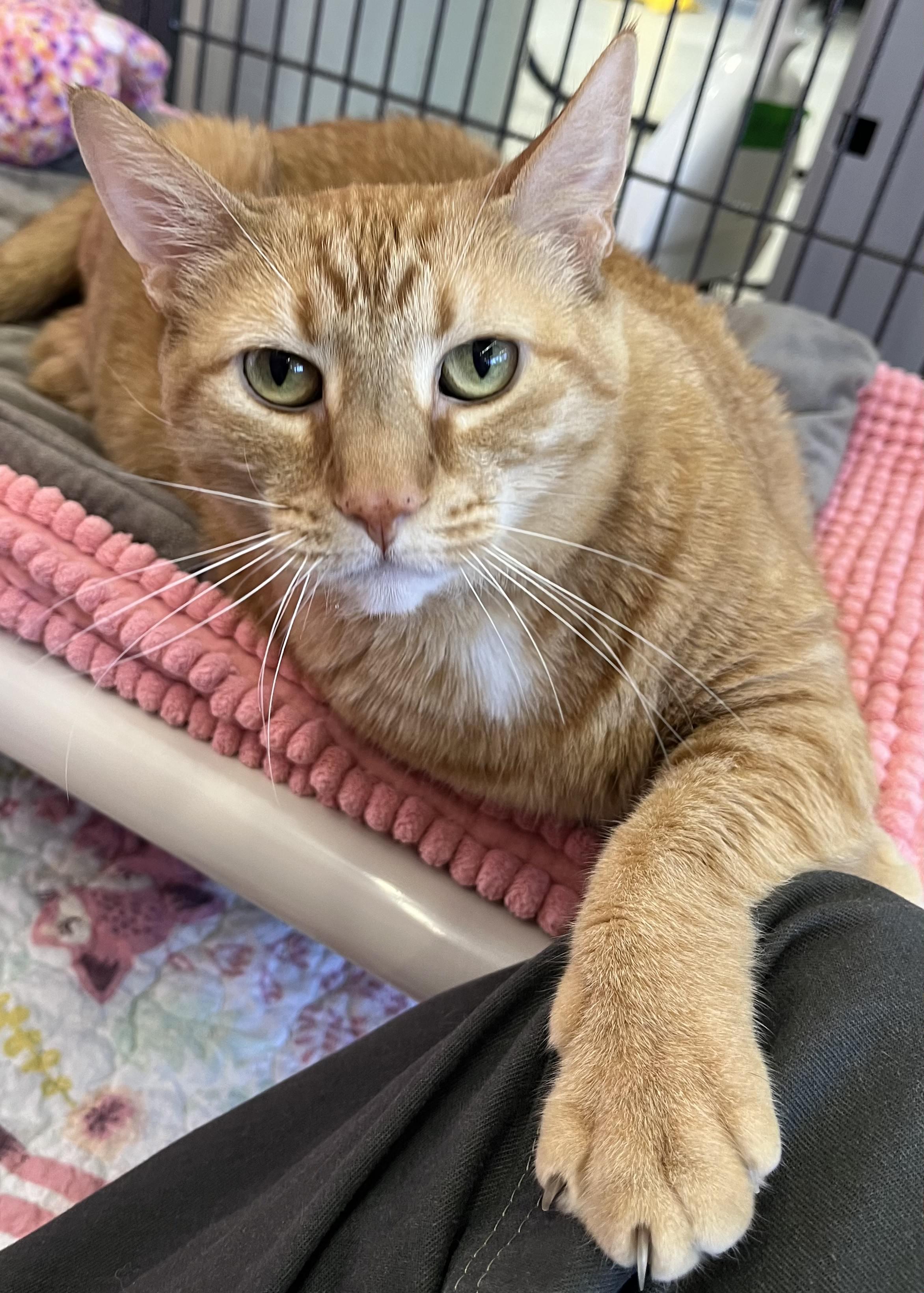 Enlarge Henrietta, a Adoptable Domestic Short Hair in St. Louis, MO image 5/6