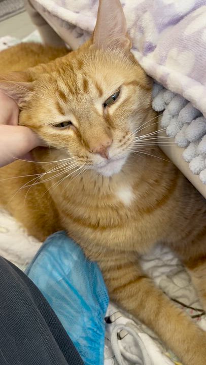 Enlarge Henrietta, a Adoptable Domestic Short Hair in St. Louis, MO video 2/6