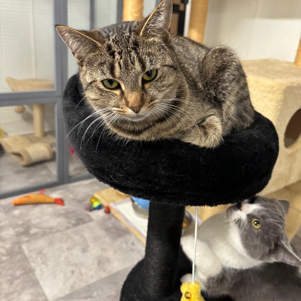 Enlarge Cranberry, a Adoptable Domestic Short Hair in Greenville, PA image 1/6