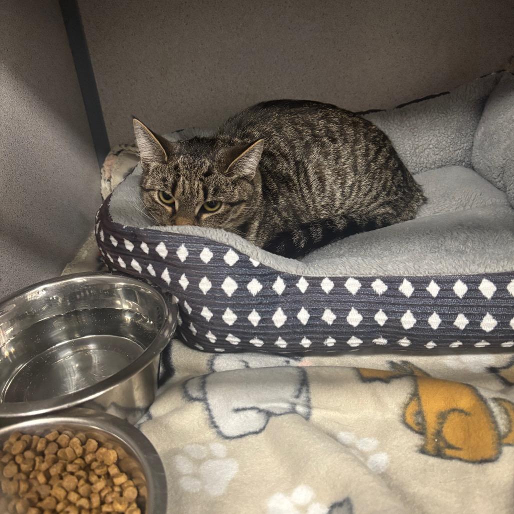 Enlarge Cranberry, a Adoptable Domestic Short Hair in Greenville, PA image 2/6