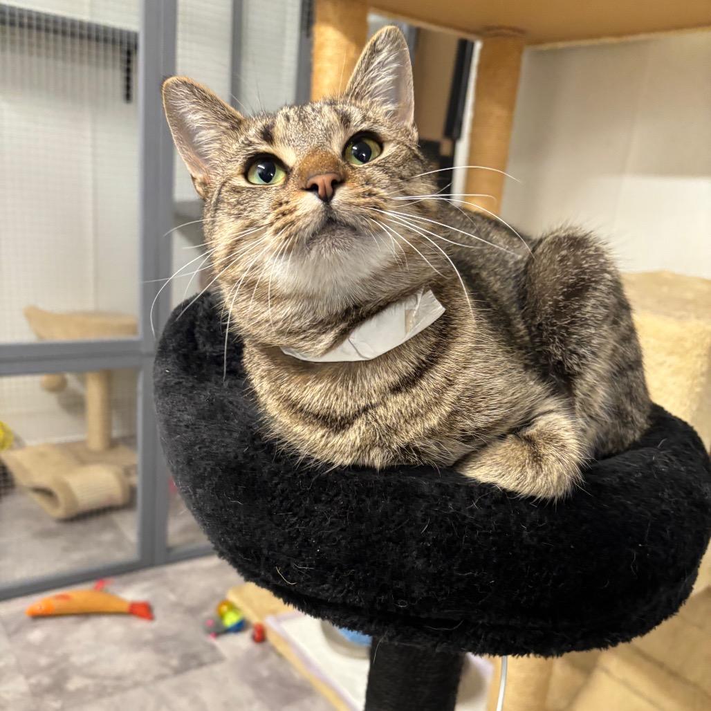 Enlarge Cranberry, a Adoptable Domestic Short Hair in Greenville, PA image 3/6