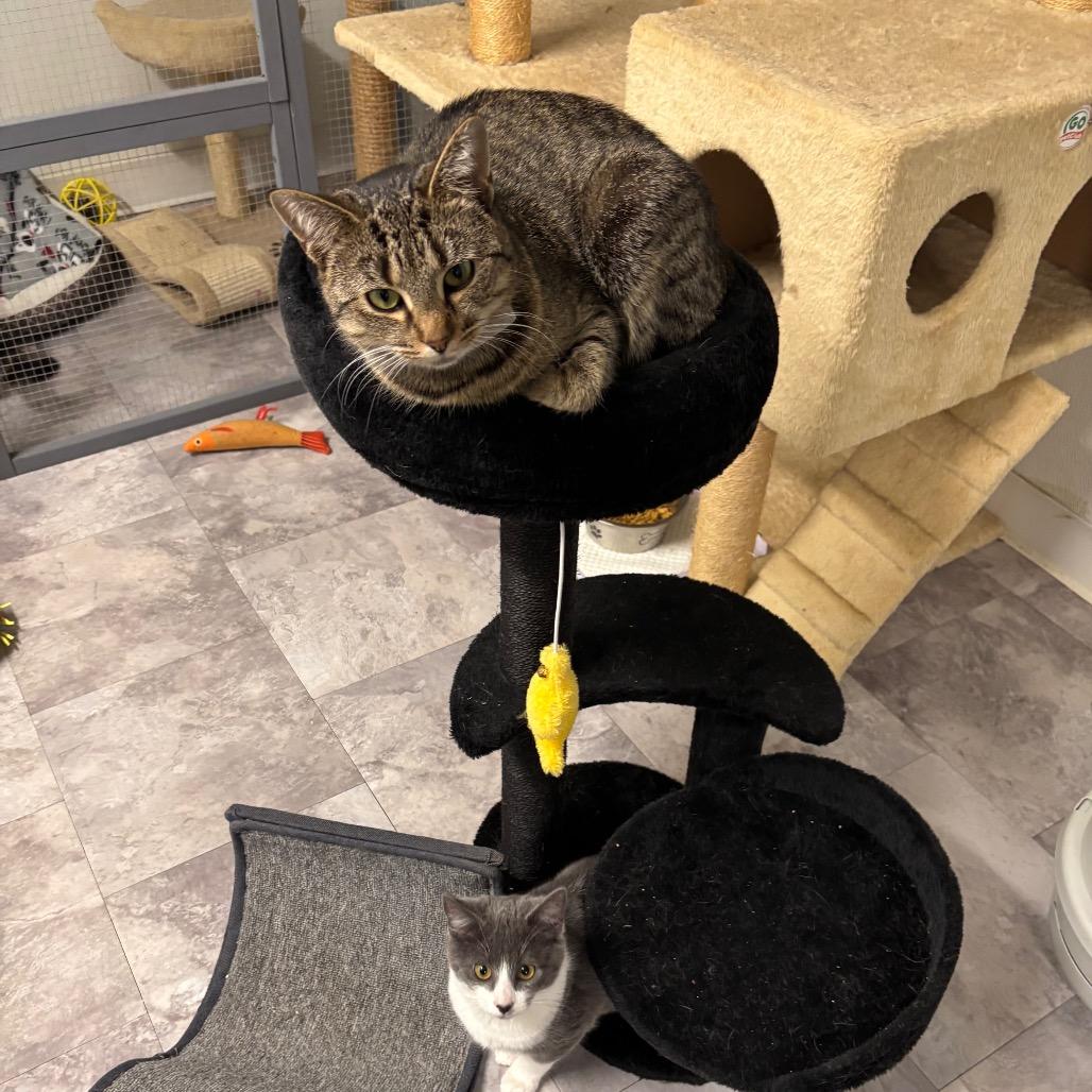 Enlarge Cranberry, a Adoptable Domestic Short Hair in Greenville, PA image 4/6