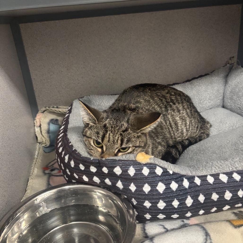 Enlarge Cranberry, a Adoptable Domestic Short Hair in Greenville, PA image 5/6