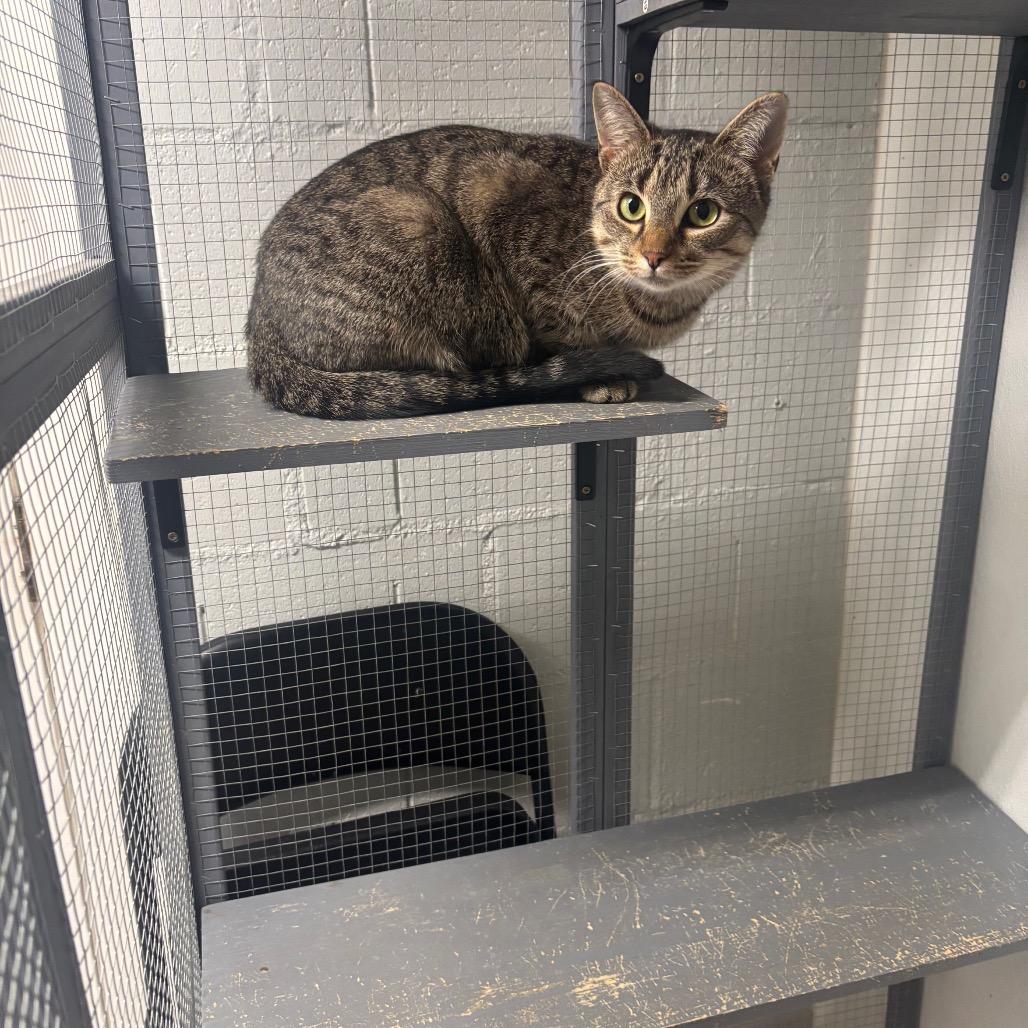 Enlarge Cranberry, a Adoptable Domestic Short Hair in Greenville, PA image 6/6