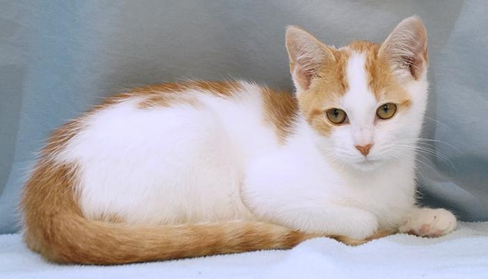 Enlarge Goose, a Adoptable mixed breed in Maynardville, TN image 2/12