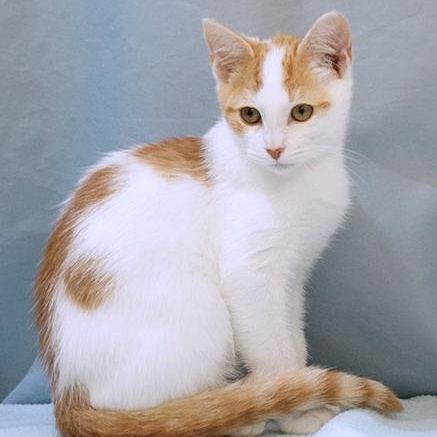 Goose, Adoptable, Young Male Domestic Short Hair.