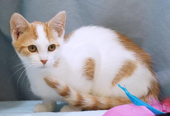 Enlarge Goose, a Adoptable mixed breed in Maynardville, TN image 6/12