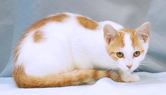 Enlarge Goose, a Adoptable mixed breed in Maynardville, TN image 9/12