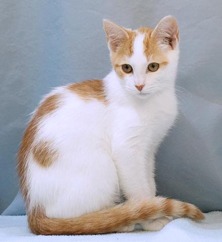 Enlarge Goose, a Adoptable mixed breed in Maynardville, TN image 5/12