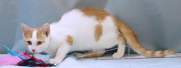 Enlarge Goose, a Adoptable mixed breed in Maynardville, TN image 10/12