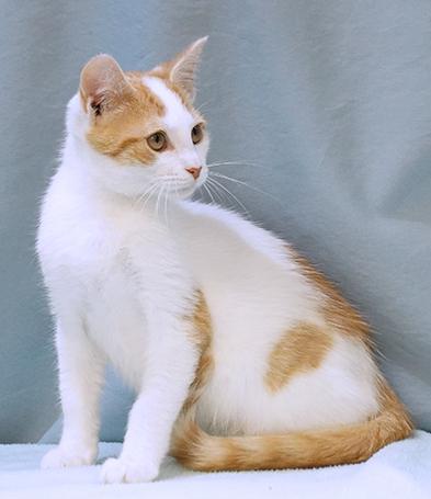 Enlarge Goose, a Adoptable mixed breed in Maynardville, TN image 12/12