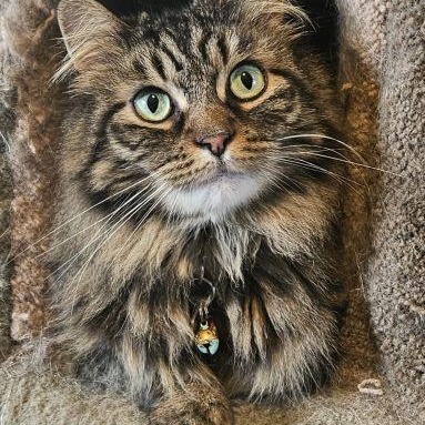 Pookie, Adoptable, Adult Female Domestic Long Hair.
