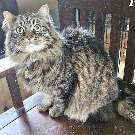 Pookie, a Adoptable Domestic Long Hair in Lenhartsville, PA image 2/3