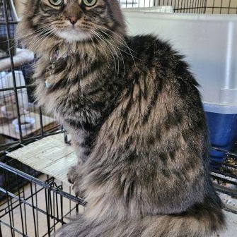 Pookie, a Adoptable Domestic Long Hair in Lenhartsville, PA image 3/3