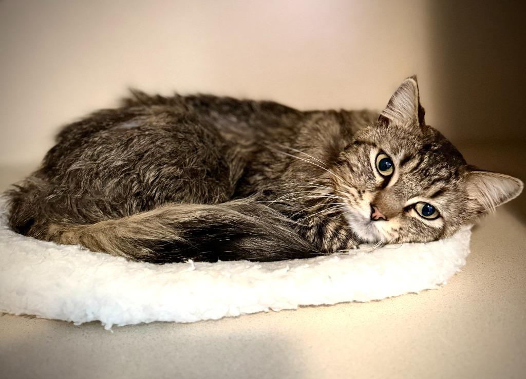 Corbin, Adoptable, Adult Male Domestic Long Hair.