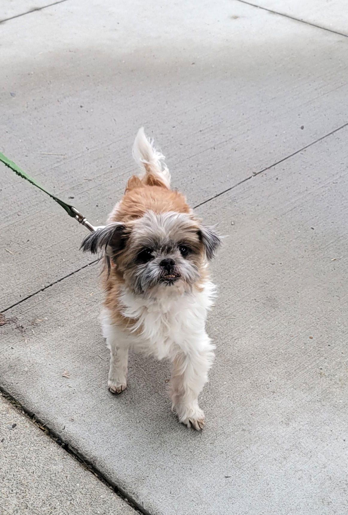 Gibby, Adopted, Senior Male Shih Tzu.
