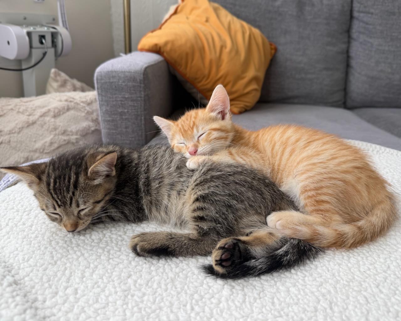 Munchkin (bonded with Donut), Adopted, Young Female Domestic Short Hair.