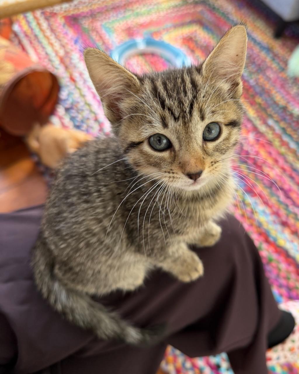 Munchkin (bonded with Donut), a Adopted Domestic Short Hair in San Francisco, CA image 3/6