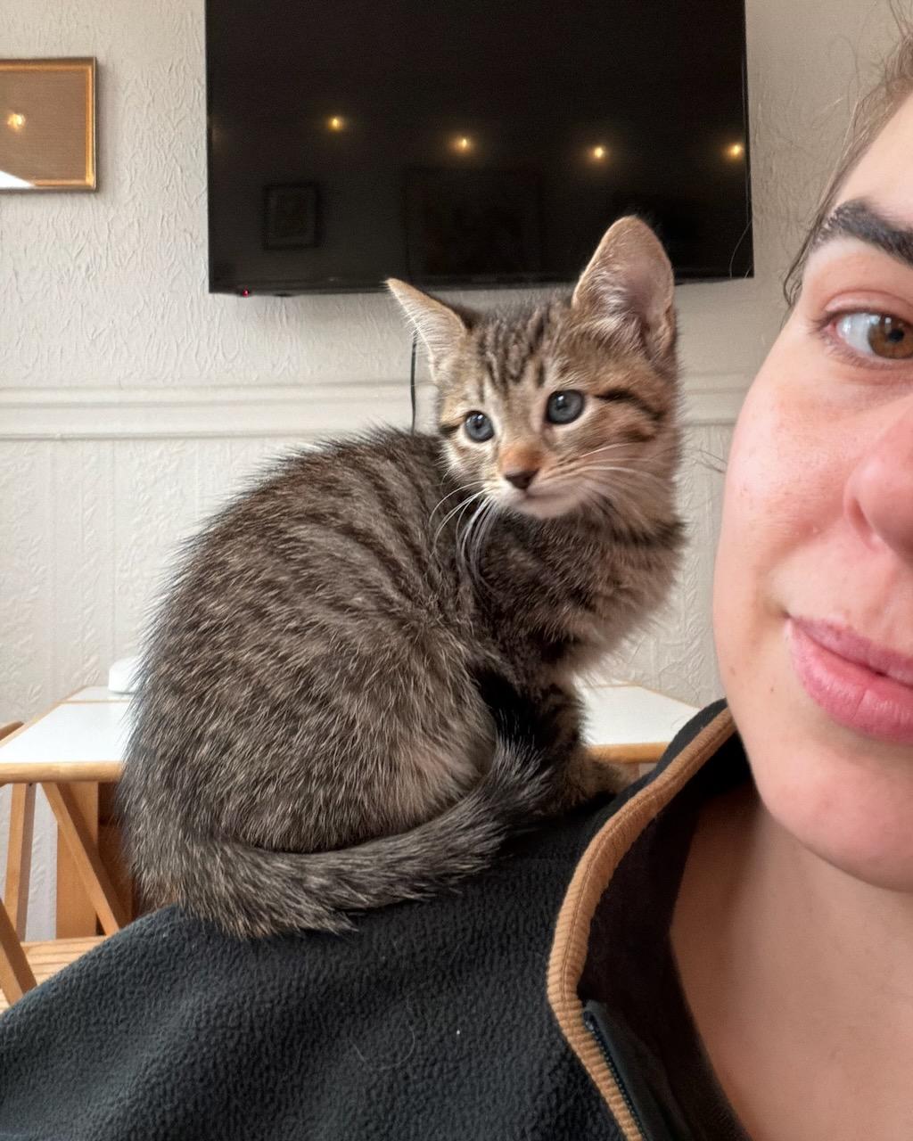 Munchkin (bonded with Donut), a Adopted Domestic Short Hair in San Francisco, CA image 4/6
