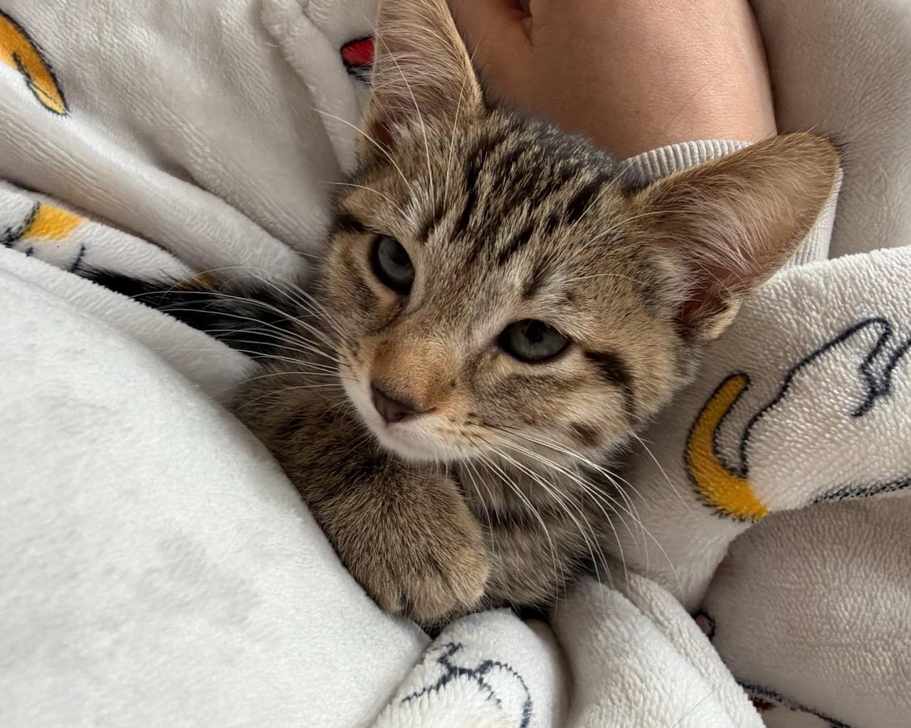 Munchkin (bonded with Donut), a Adopted Domestic Short Hair in San Francisco, CA image 5/6