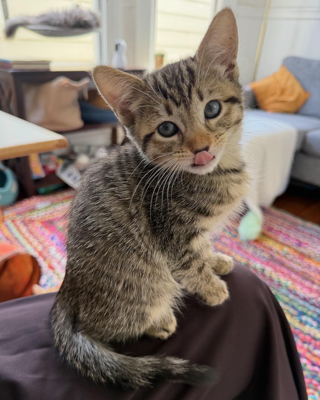 Munchkin (bonded with Donut), a Adopted Domestic Short Hair in San Francisco, CA image 6/6