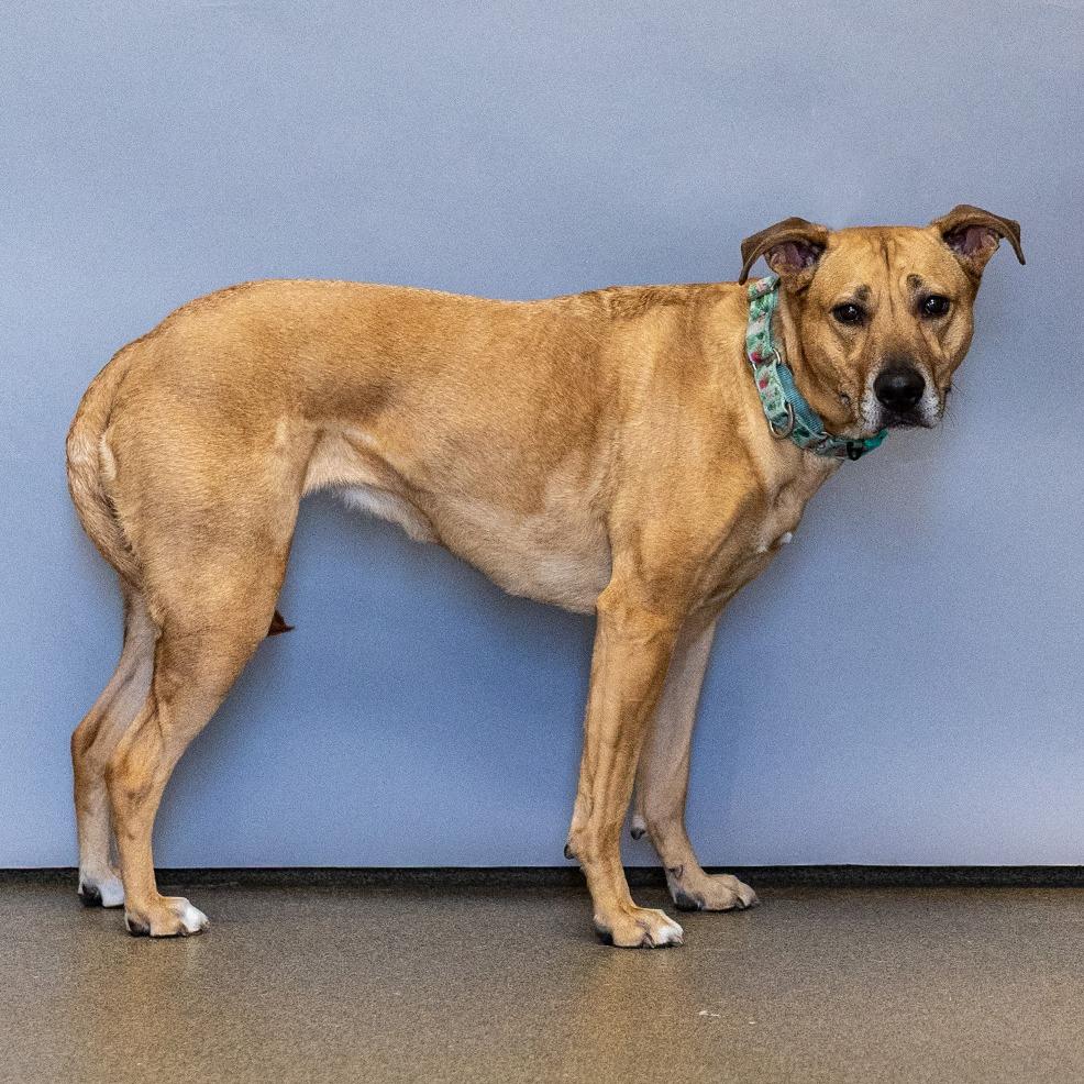 Lilly, Adoptable, Adult Female Black Mouth Cur & Mixed Breed.